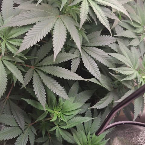 Hindu Kush -divine seeds growlog timeline photo