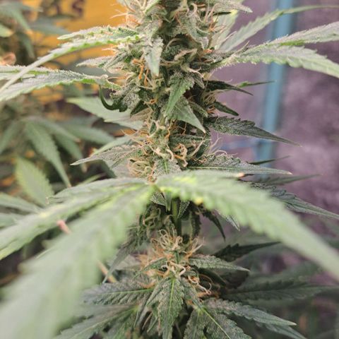 Kabul auto - Divine Seeds growlog timeline photo