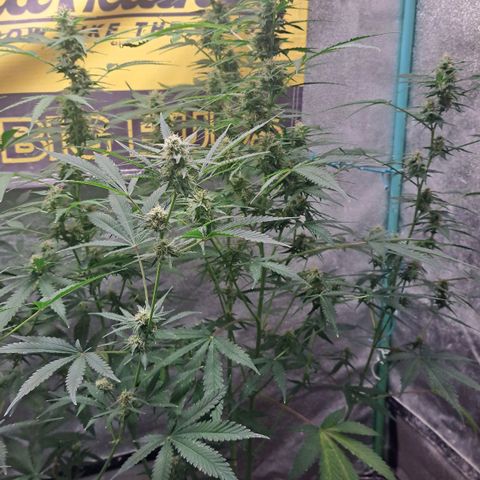 Kabul auto - Divine Seeds growlog timeline photo