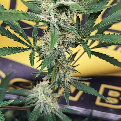 Northern Lights auto growlog timeline photo