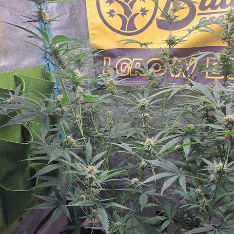 Northern Lights auto growlog timeline photo