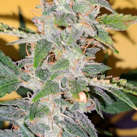 Kabul auto - Divine Seeds growlog timeline photo