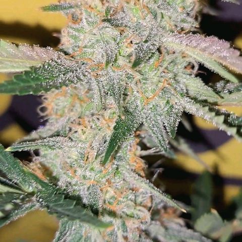 Northern Lights auto growlog timeline photo