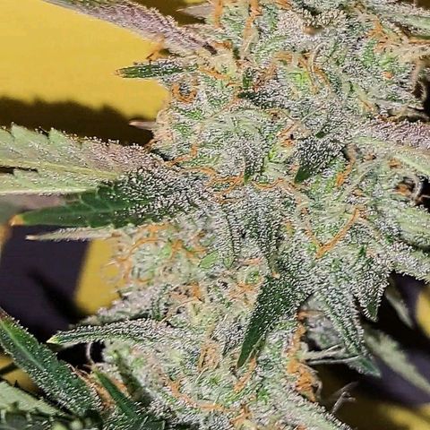 Northern Lights auto growlog timeline photo