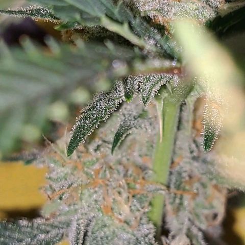 Northern Lights auto growlog timeline photo