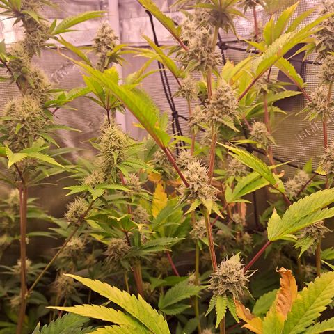 Unicorn Daddy by wellgrownseeds  growlog timeline photo