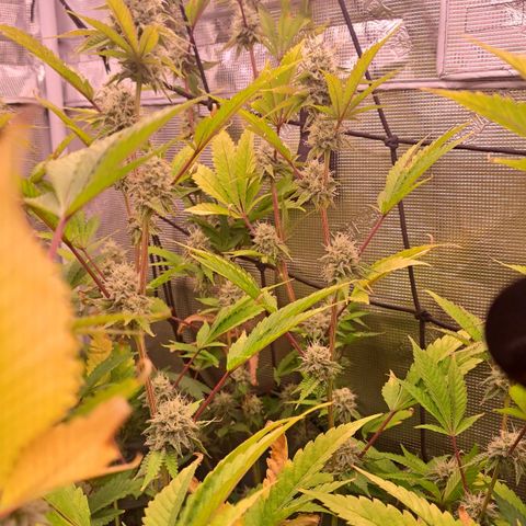 Unicorn Daddy by wellgrownseeds  growlog timeline photo