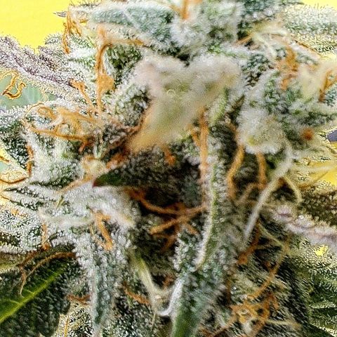 Northern Lights auto growlog timeline photo