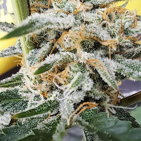 Northern Lights auto growlog timeline photo