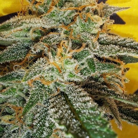 Kabul auto - Divine Seeds growlog timeline photo