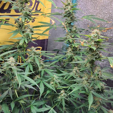 Kabul auto - Divine Seeds growlog timeline photo