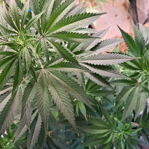 Hindu Kush -divine seeds growlog timeline photo