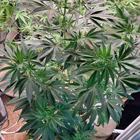 Hindu Kush -divine seeds growlog timeline photo