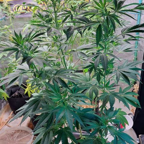 Hindu Kush -divine seeds growlog timeline photo