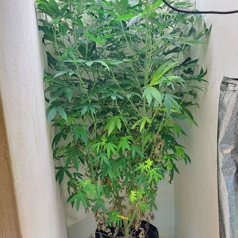 Candy growlog timeline photo