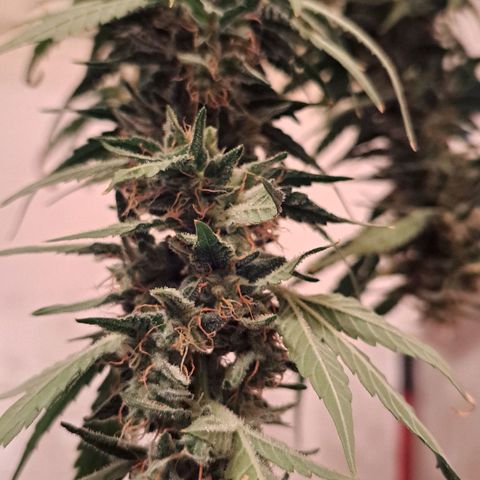Kabul auto - Divine Seeds growlog timeline photo