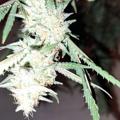 Northern Lights auto growlog timeline photo