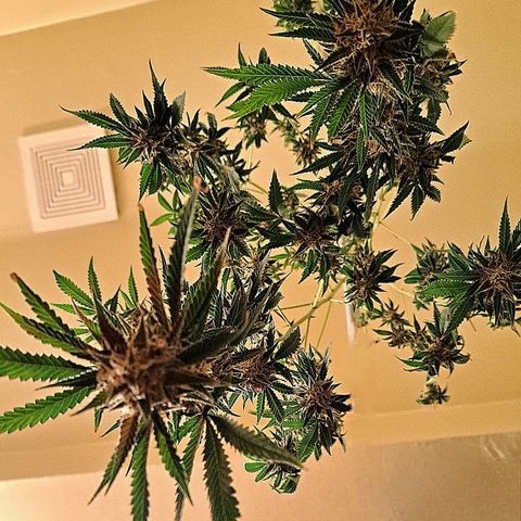 Northern Lights auto growlog timeline photo