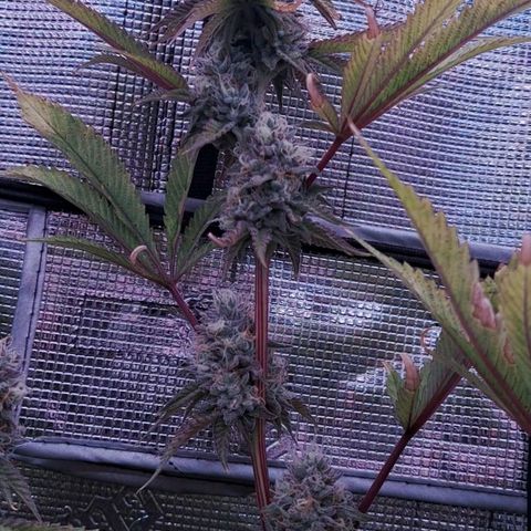 Unicorn Daddy by wellgrownseeds  growlog timeline photo