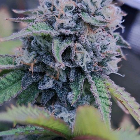 Unicorn Daddy by wellgrownseeds  growlog timeline photo
