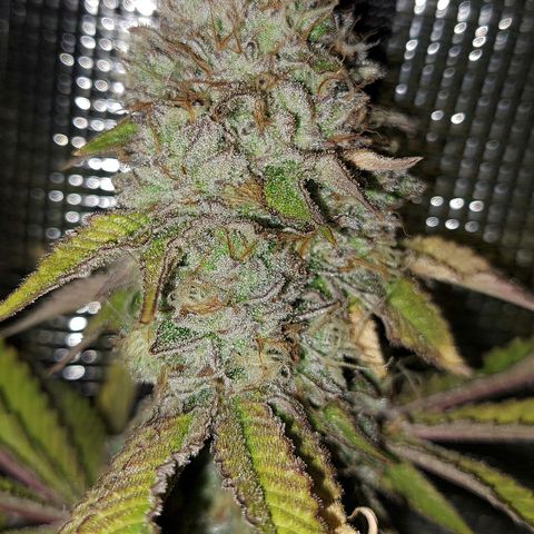 Unicorn Daddy by wellgrownseeds  growlog timeline photo