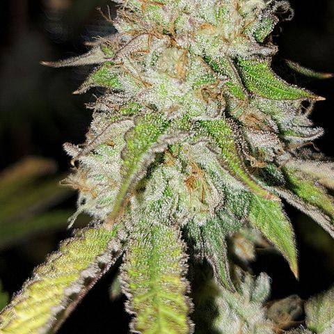 Unicorn Daddy by wellgrownseeds  growlog timeline photo