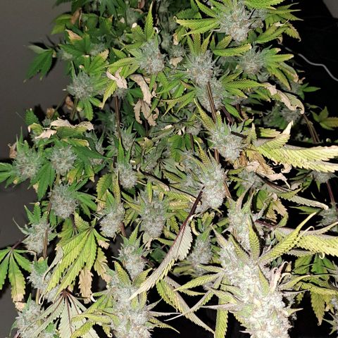 Unicorn Daddy by wellgrownseeds  growlog timeline photo