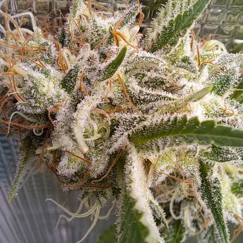 Shishkaberry  growlog timeline photo