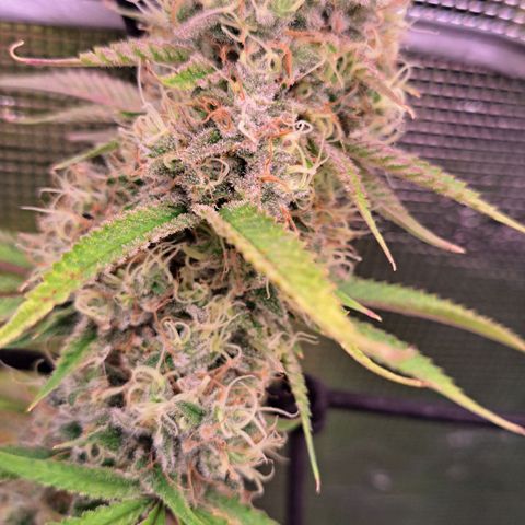 Shishkaberry  growlog timeline photo