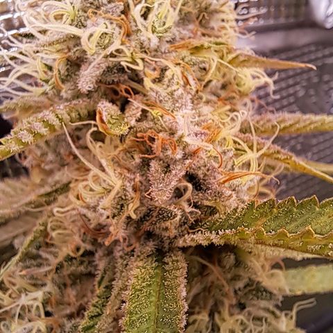 Shishkaberry  growlog timeline photo