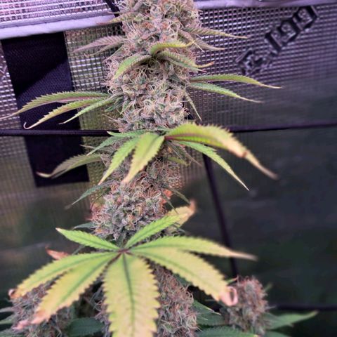 Shishkaberry  growlog timeline photo