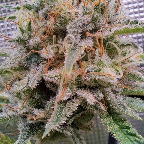 Shishkaberry  growlog timeline photo
