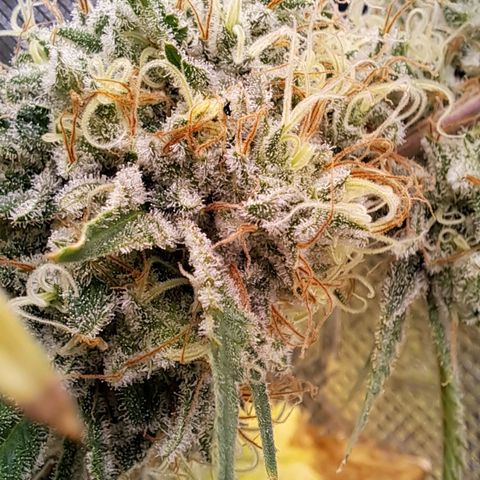 Shishkaberry  growlog timeline photo
