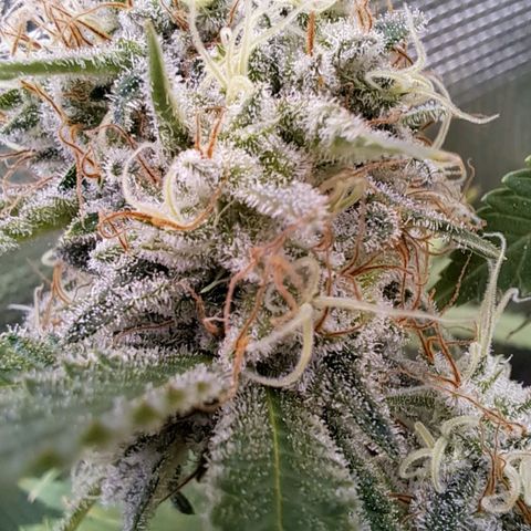 Shishkaberry  growlog timeline photo