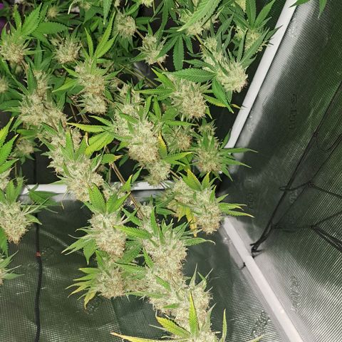Shishkaberry  growlog timeline photo