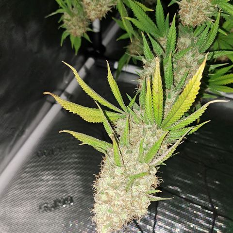 Shishkaberry  growlog timeline photo