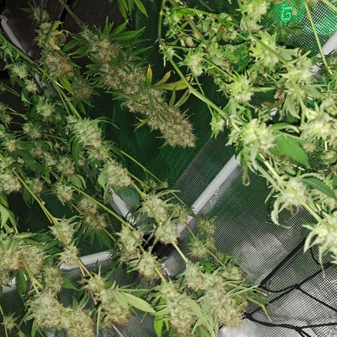Shishkaberry  growlog timeline photo