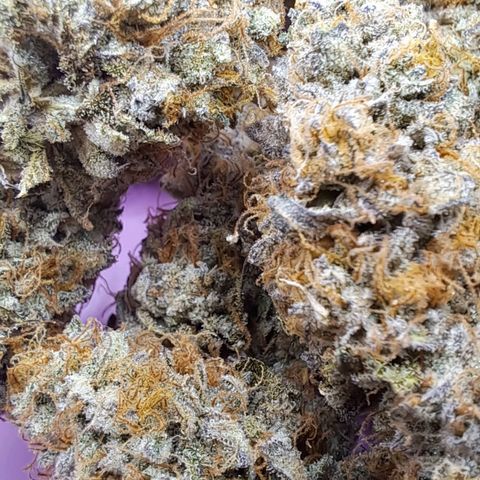 Unicorn Daddy by wellgrownseeds  growlog timeline photo