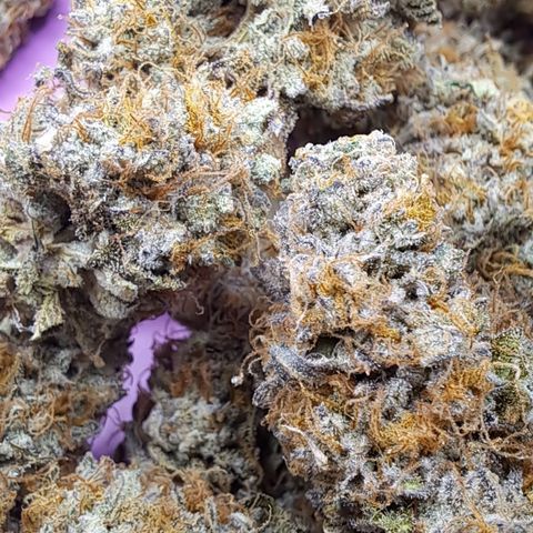 Unicorn Daddy by wellgrownseeds  growlog timeline photo