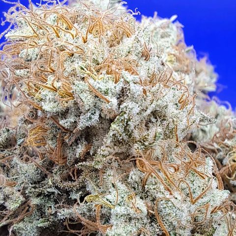 Shishkaberry  growlog timeline photo