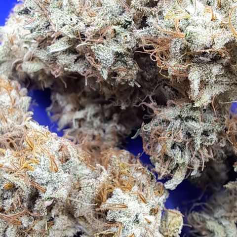 Shishkaberry  growlog timeline photo