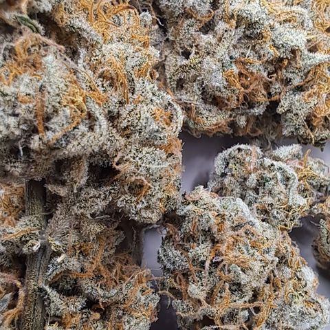 Northern Lights auto growlog timeline photo