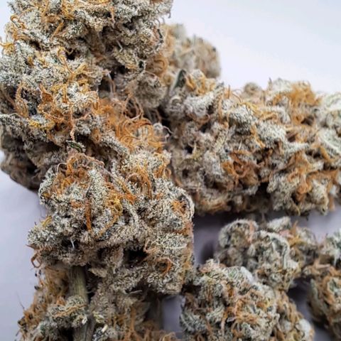 Northern Lights auto growlog timeline photo