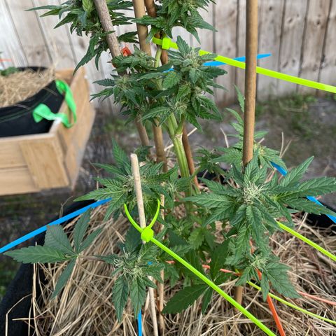 Pineapple Express #2 growlog timeline photo