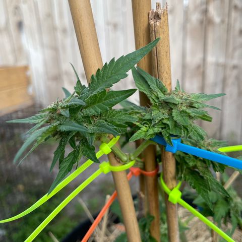 Pineapple Express #2 growlog timeline photo