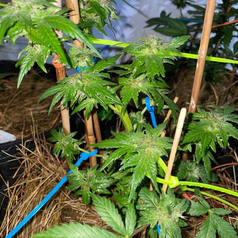 Pineapple Express #2 growlog photo: The Aroma is powerful 😤😮‍💨