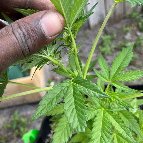 Pineapple Express #2 growlog photo: Showing signs of flower 