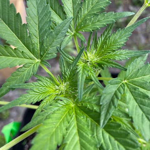 Pineapple Express #2 growlog timeline photo