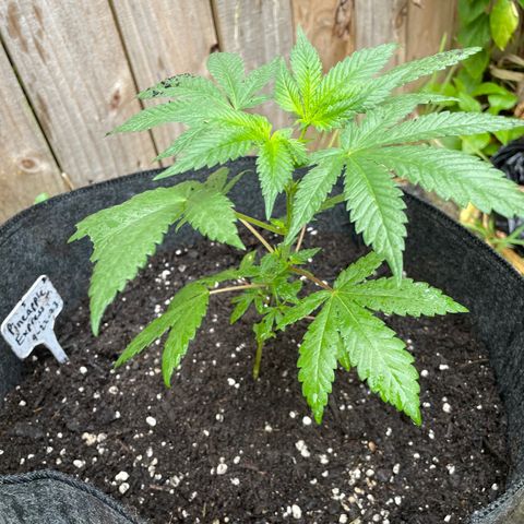 Pineapple Express #2 growlog timeline photo