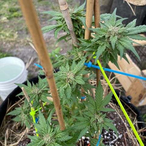 Pineapple Express #2 growlog timeline photo